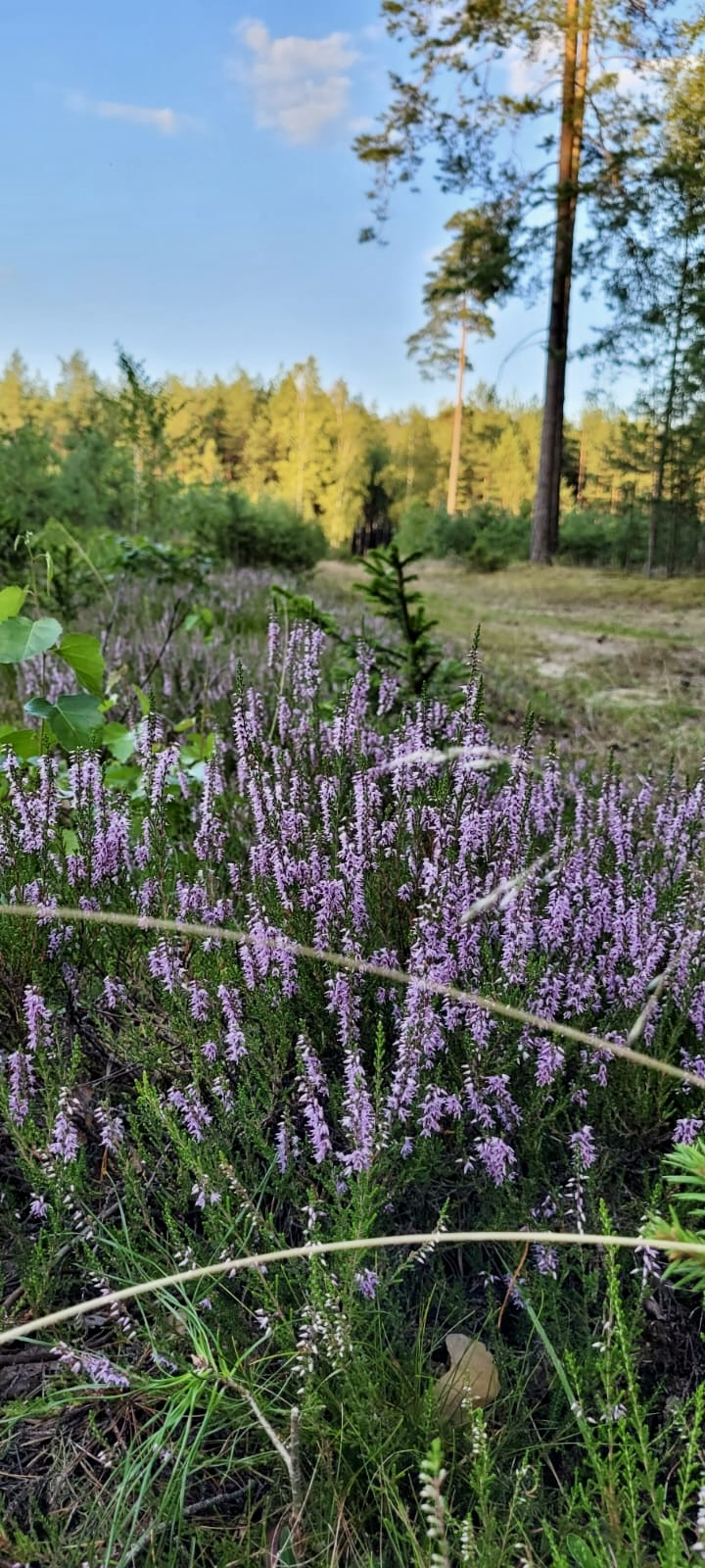 Domek w Łajsie na wynajem - zdjęcie 2