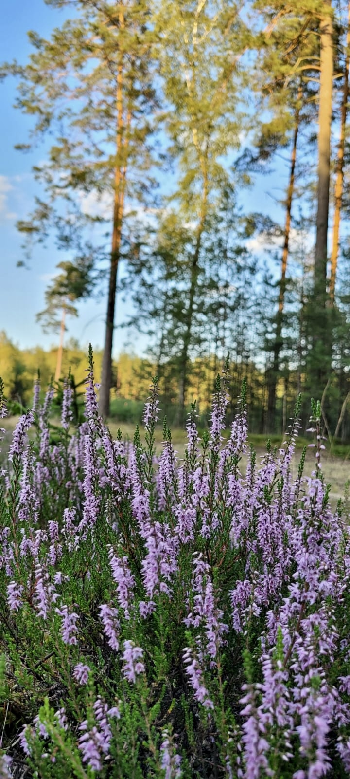 Domek w Łajsie na wynajem - zdjęcie 3
